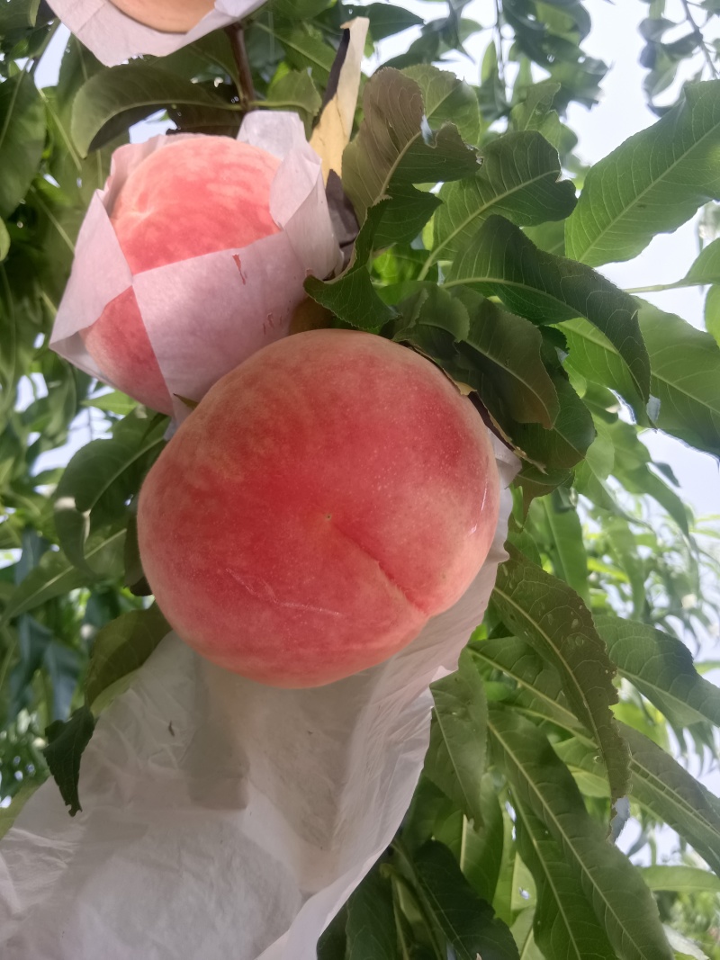 水蜜桃