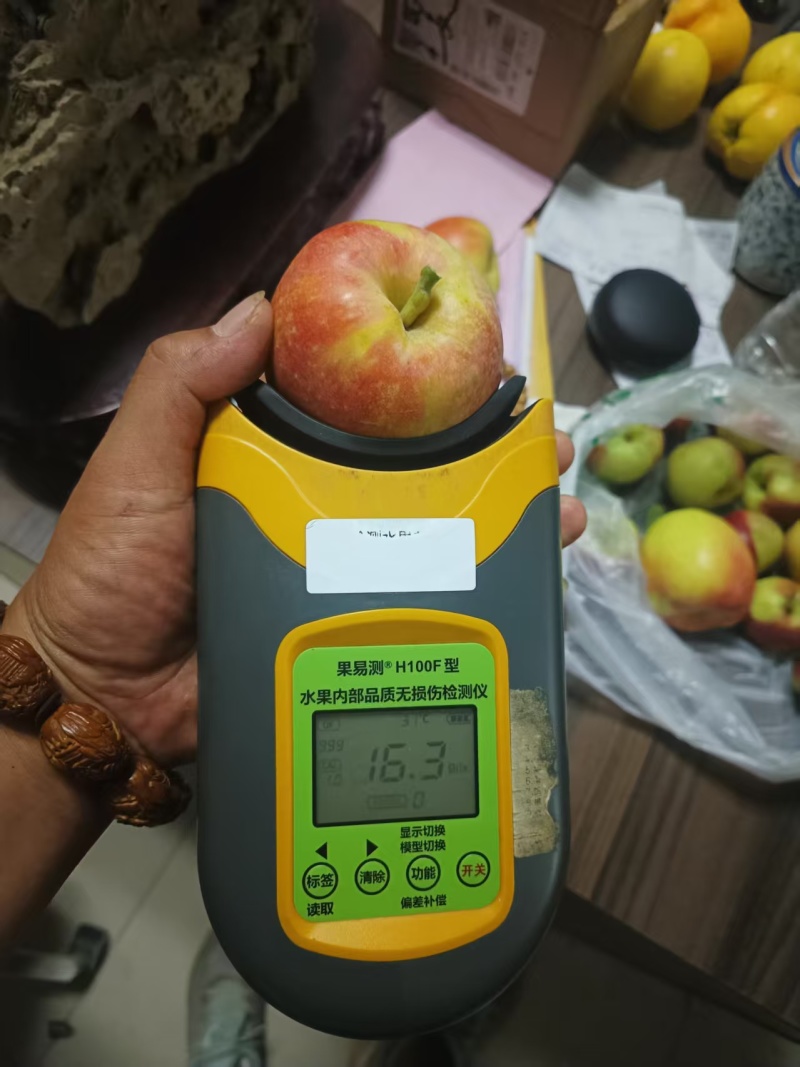 鲁丽苹果，原产地直发，一手货源。