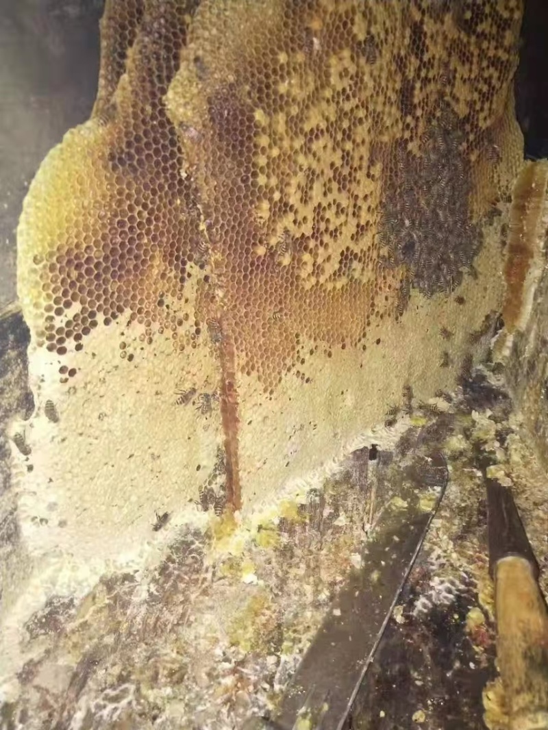 新鲜土蜂蜜品质保证假一赔十蜂农直发量大从优