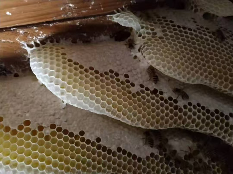 新鲜土蜂蜜品质保证假一赔十蜂农直发量大从优