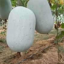 河南冬瓜，水果吊冬瓜，实地考察，视频看货，线上保障交易。