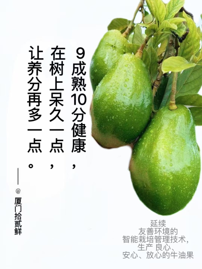 国产牛油果