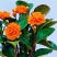 碧玉紫玉新品红边四季常青室内花卉绿植开花植物净化浓香盆栽新款