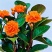 碧玉紫玉新品红边四季常青室内花卉绿植开花植物净化浓香盆栽新款