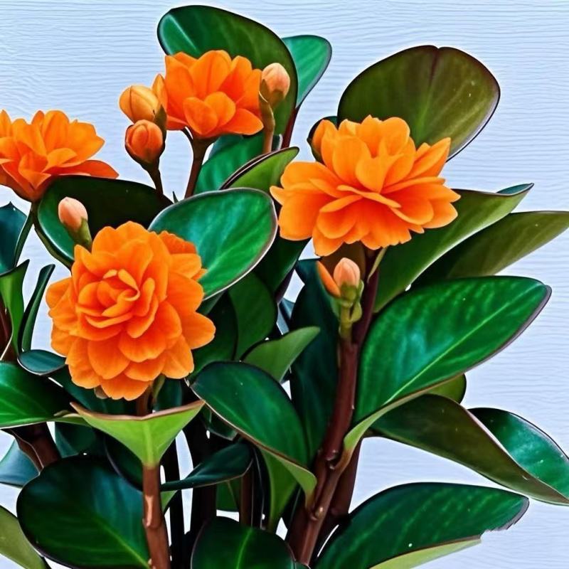 碧玉紫玉新品红边四季常青室内花卉绿植开花植物净化浓香盆栽新款