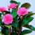 碧玉紫玉新品红边四季常青室内花卉绿植开花植物净化浓香盆栽新款