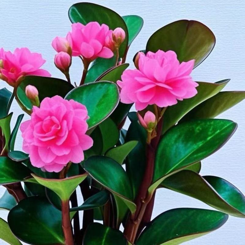 碧玉紫玉新品红边四季常青室内花卉绿植开花植物净化浓香盆栽新款
