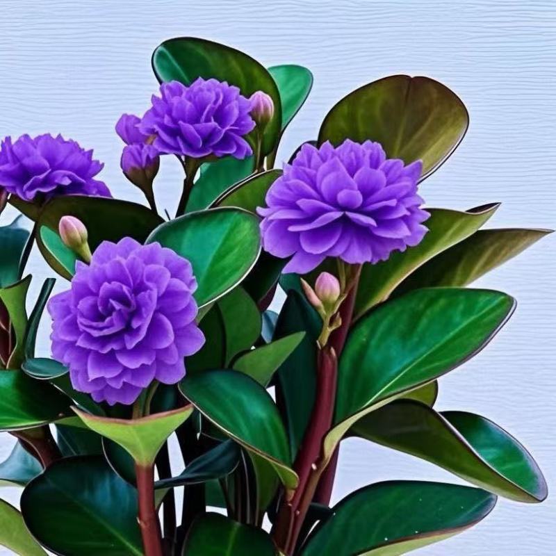 碧玉紫玉新品红边四季常青室内花卉绿植开花植物净化浓香盆栽新款