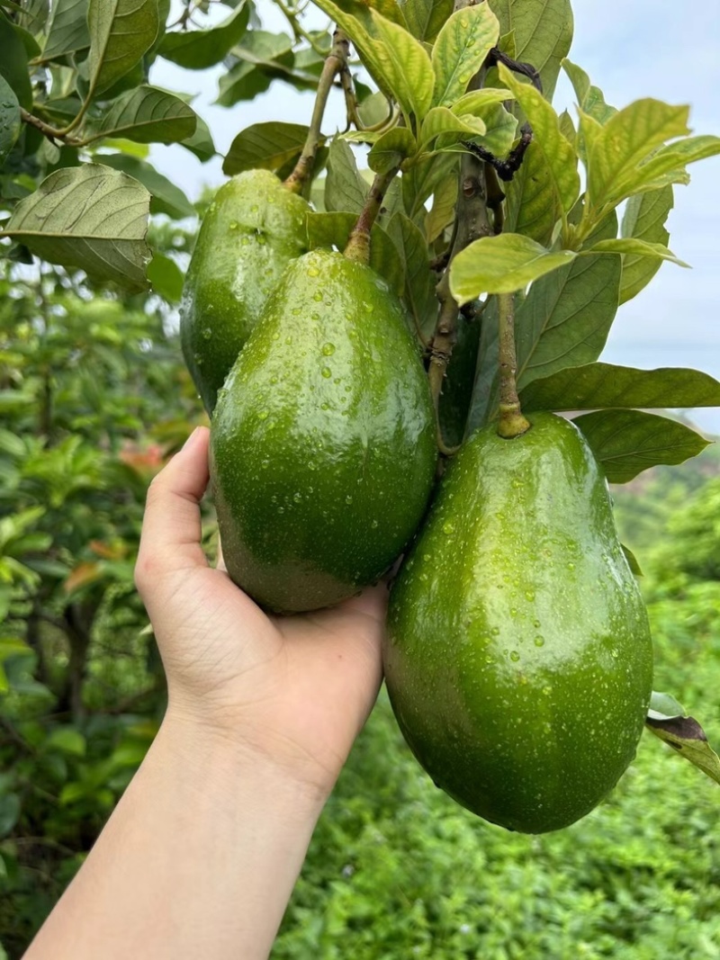 国产牛油果