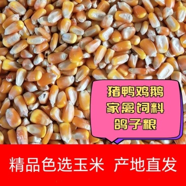 山西玉米粒色选玉米，全国可发货火运汽运都可以一件代发