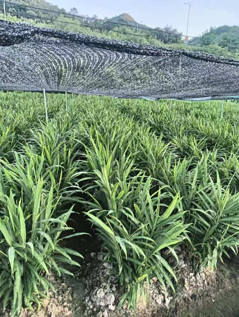 磐安嫩姜开始开抢，有需要的可以加我联系了