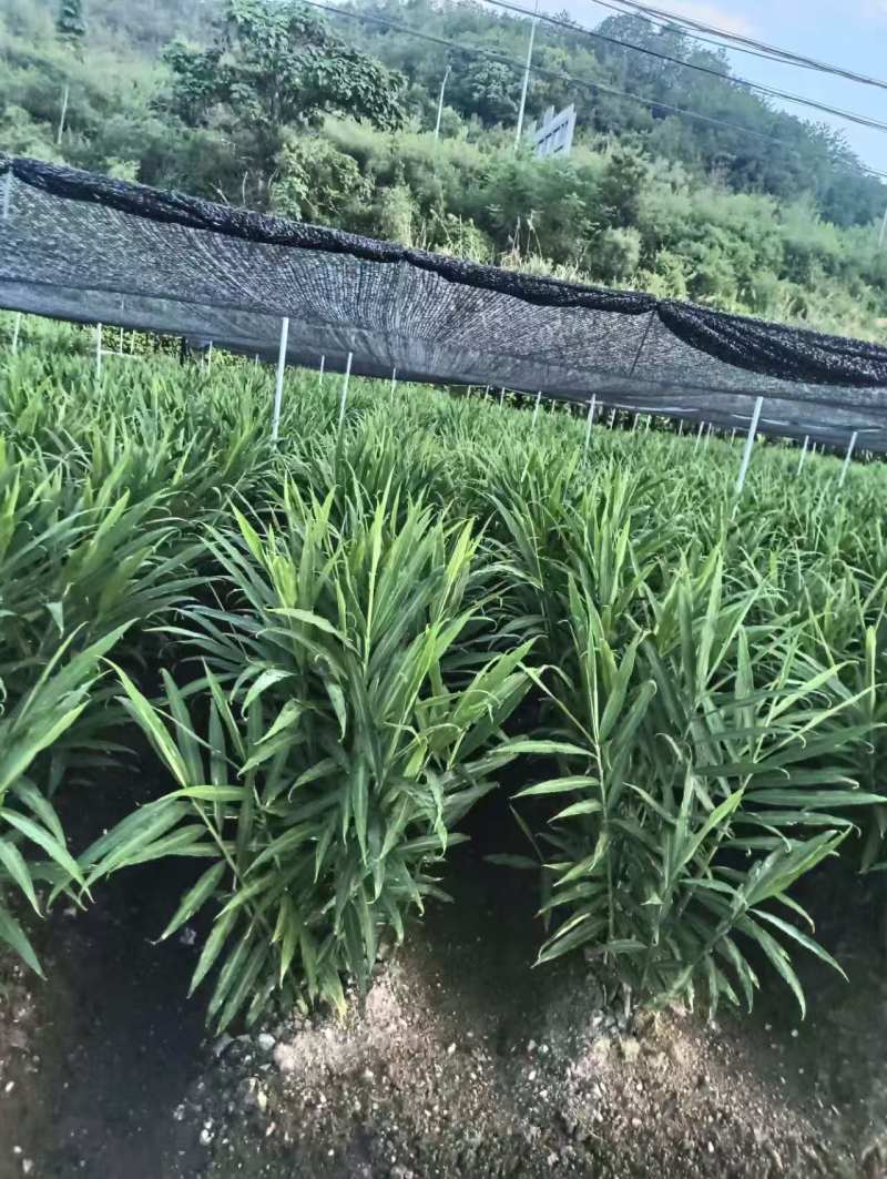 磐安嫩姜开始开抢，有需要的可以加我联系了
