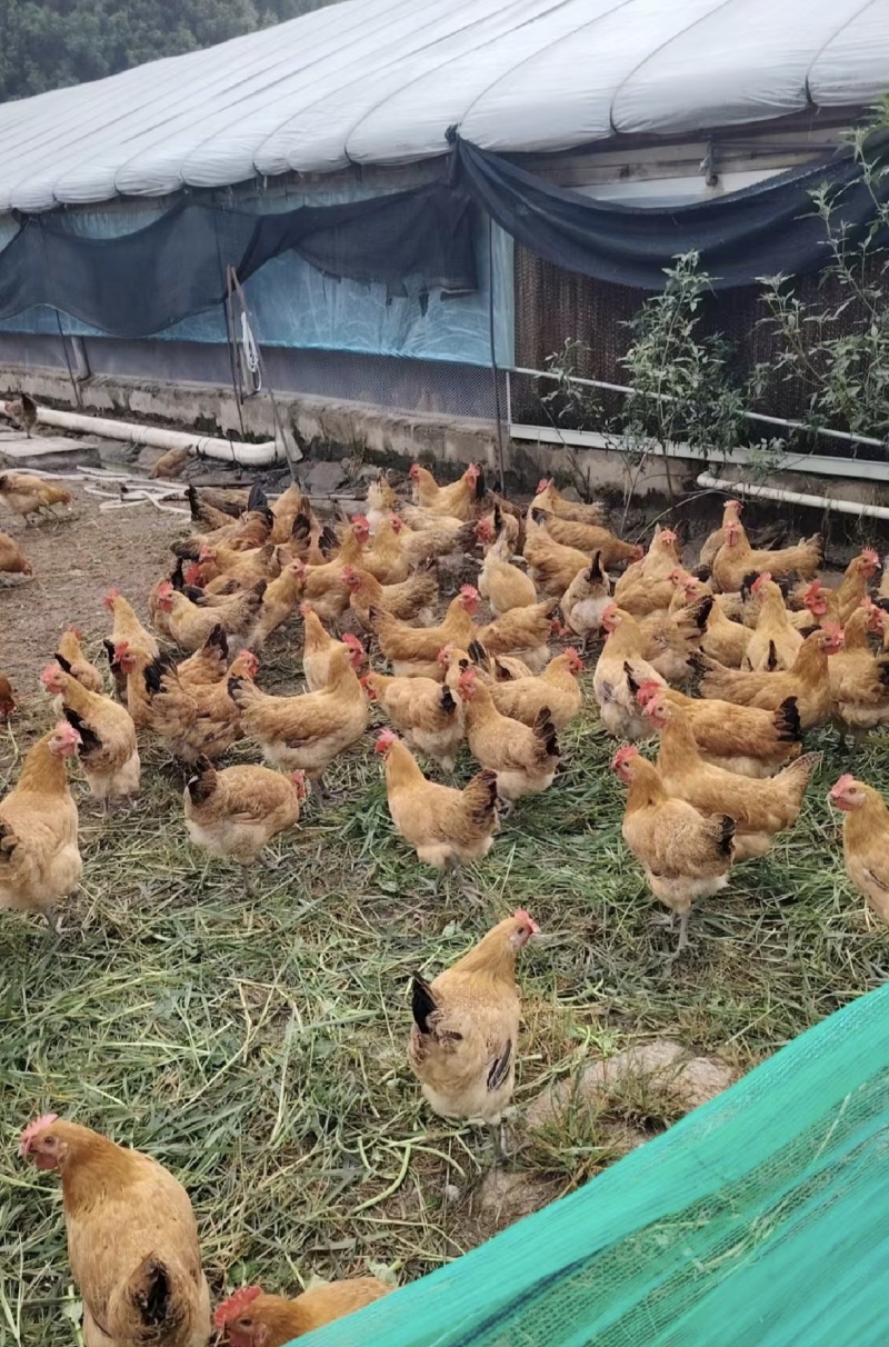 淮南草母土鸡
