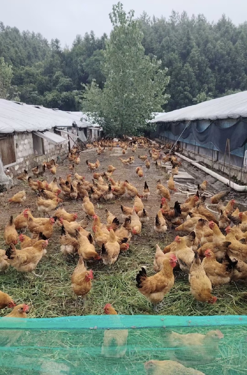 淮南草母土鸡