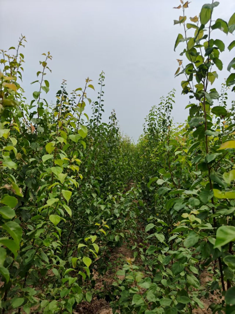山杏米荆2~3厘米山杏