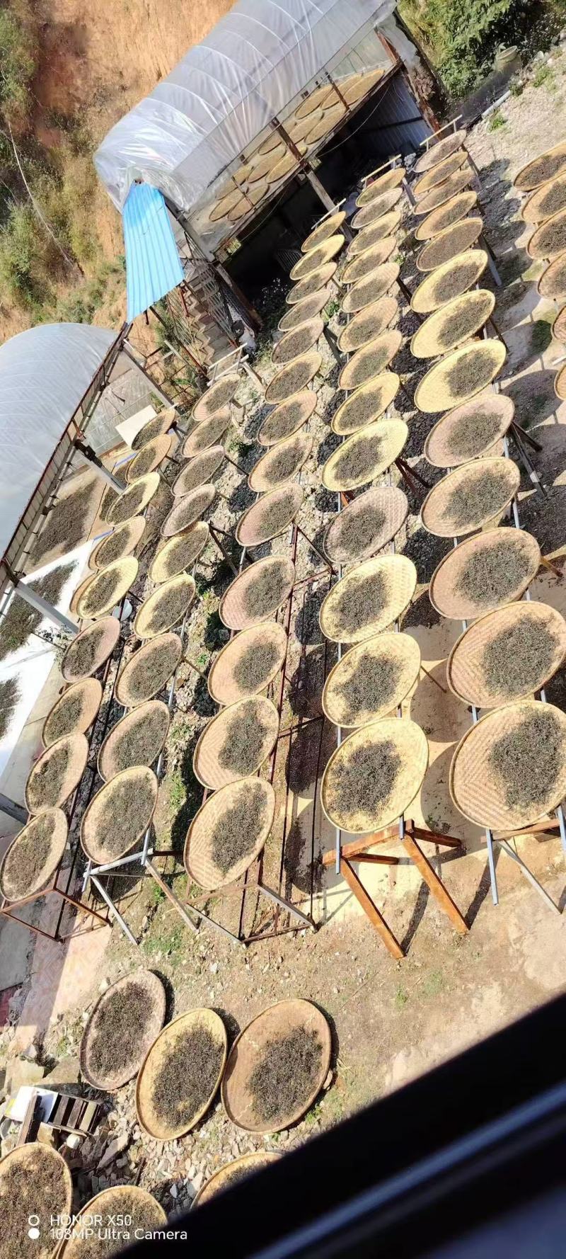 大树茶