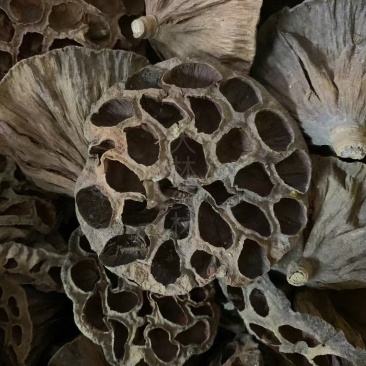 莲蓬【包邮】三斤起发货可批量可零售量大从优