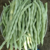 山西应县白王中王，白无丝大量供应，产地直供，可供电商。