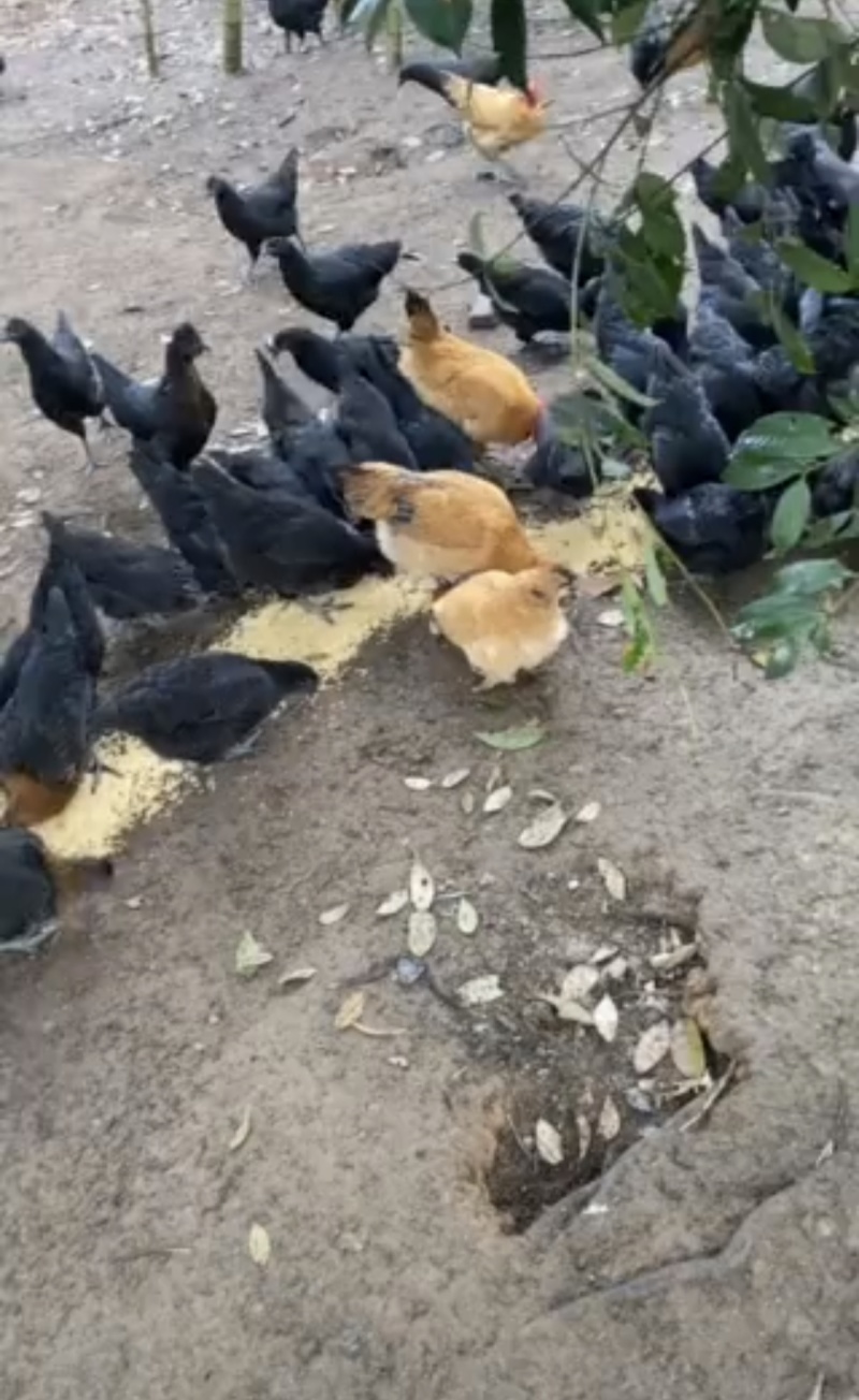 黑二/黑五/黑六