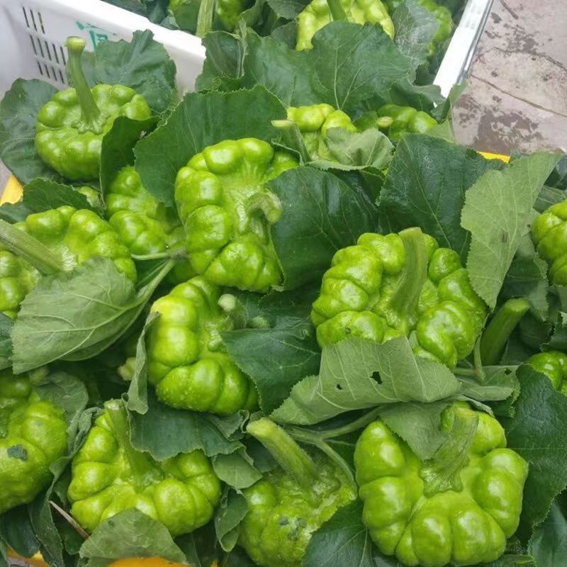 云南特产姜柄瓜新鲜农家蔬菜小麦瓜嫩甜面南瓜绿瓜姜饼瓜
