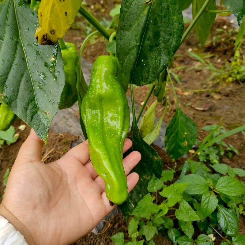 湖北恩施大山顶富硒农家肥青椒现摘现发