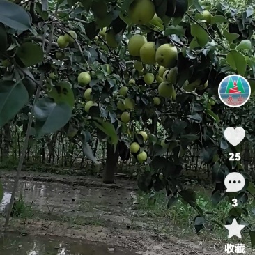 河北省知名水果之乡皇冠梨，皮薄肉厚香甜可口人间美味