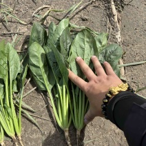 内蒙菠菜框装泡沫箱产地直发