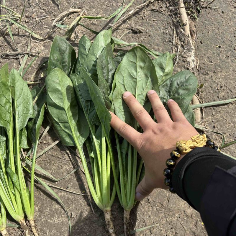 内蒙菠菜框装泡沫箱产地直发
