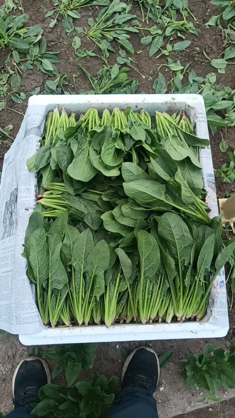 内蒙菠菜框装泡沫箱产地直发