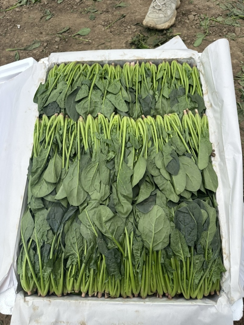 内蒙菠菜框装泡沫箱产地直发