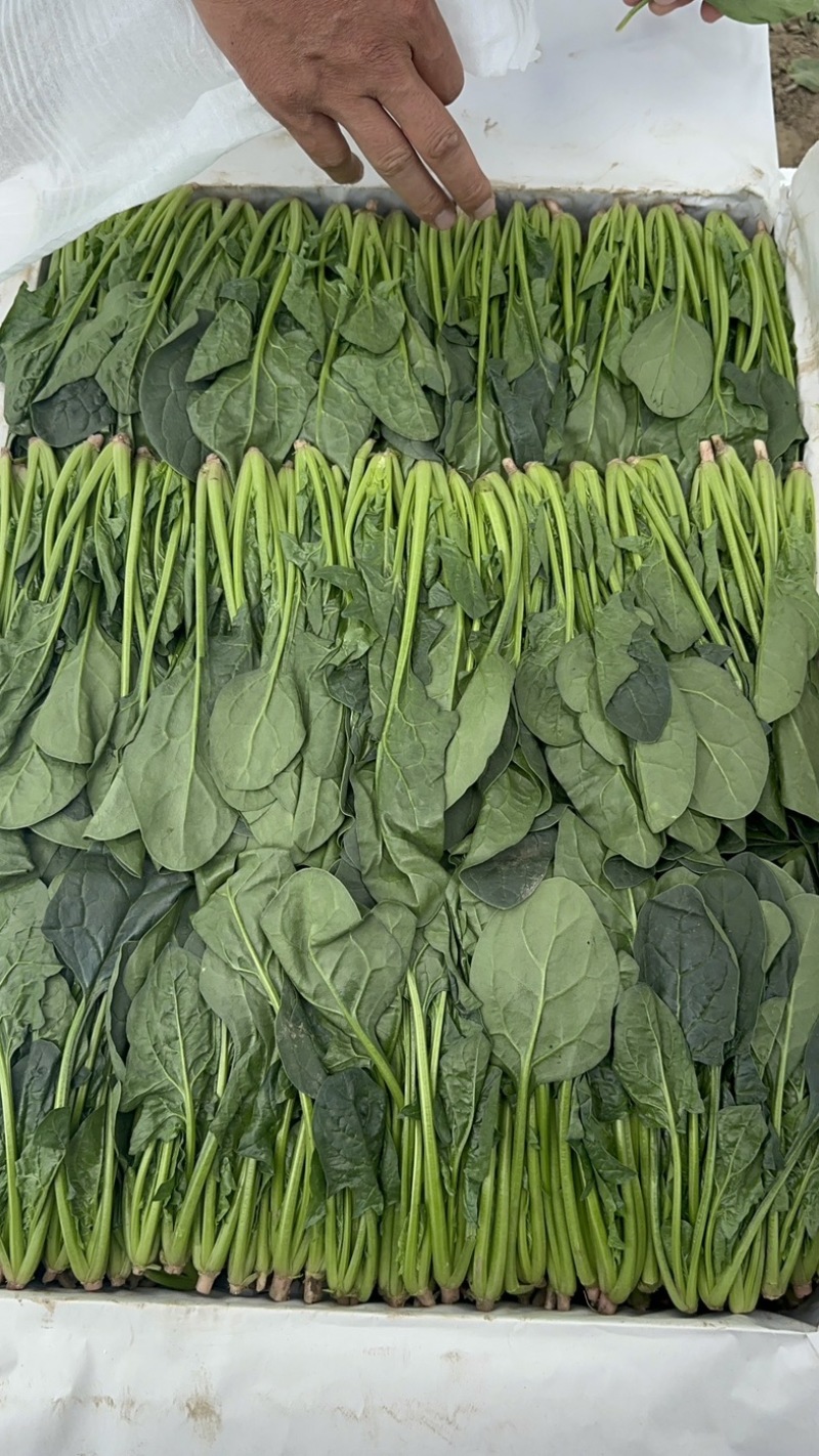 内蒙菠菜框装泡沫箱产地直发