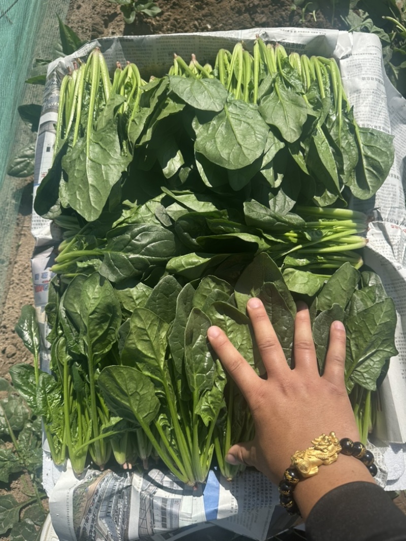 内蒙菠菜框装泡沫箱产地直发