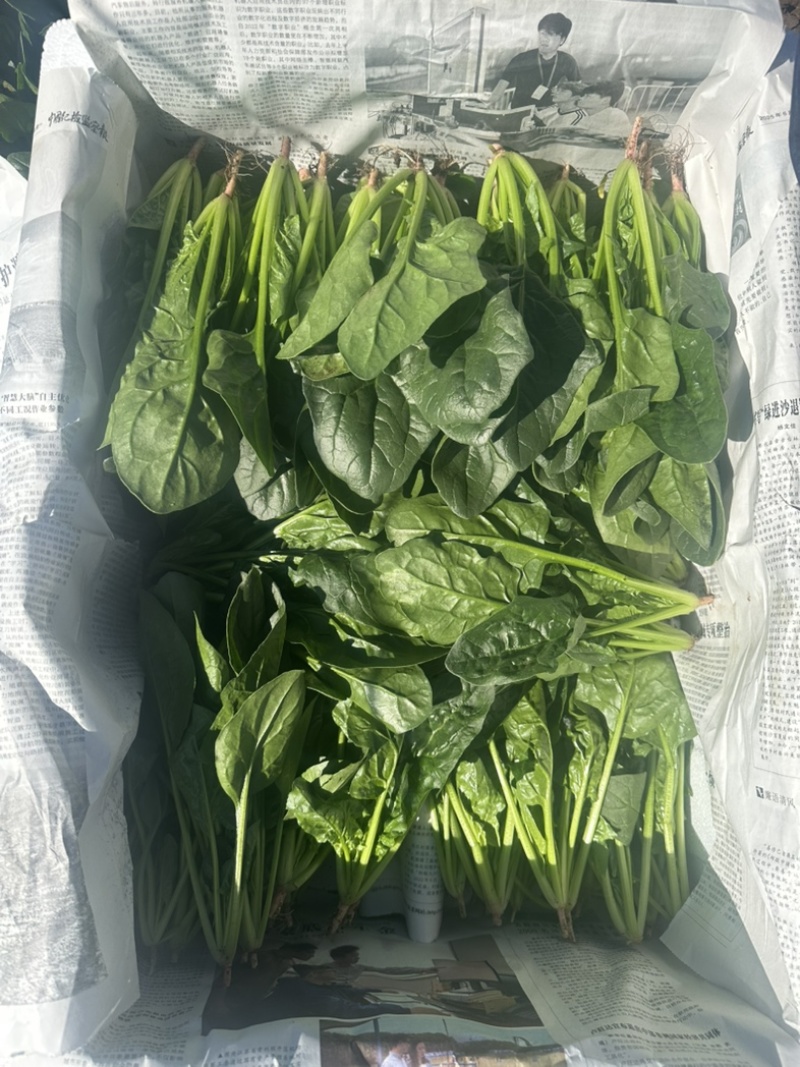 内蒙菠菜框装泡沫箱产地直发