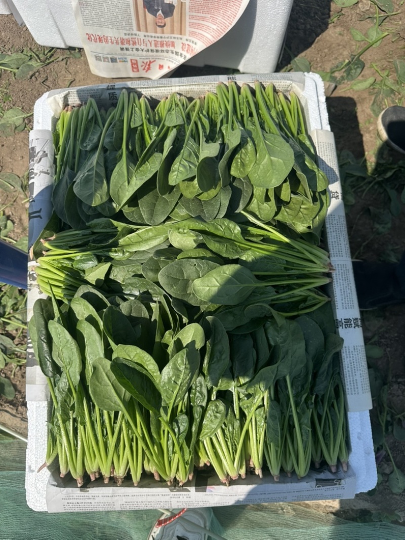 内蒙菠菜框装泡沫箱产地直发
