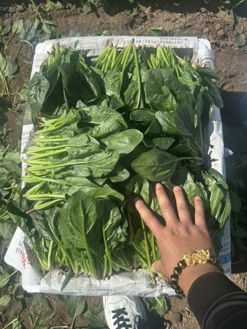 内蒙菠菜框装泡沫箱产地直发