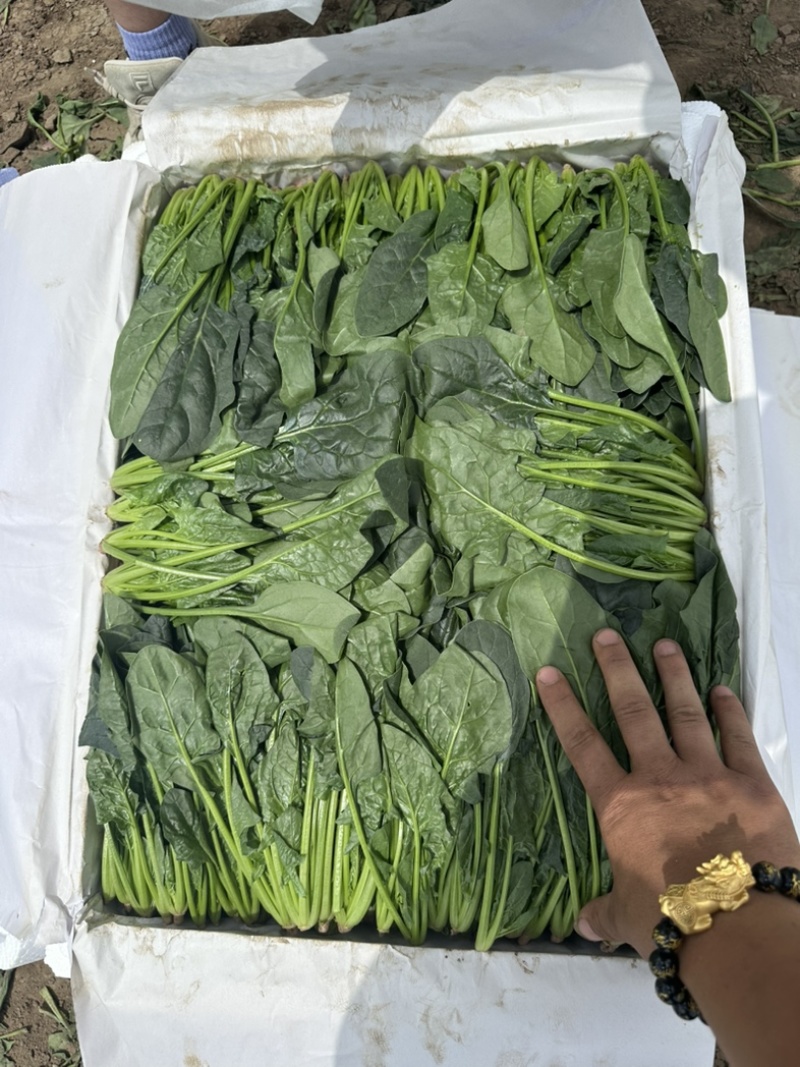 内蒙菠菜框装泡沫箱产地直发
