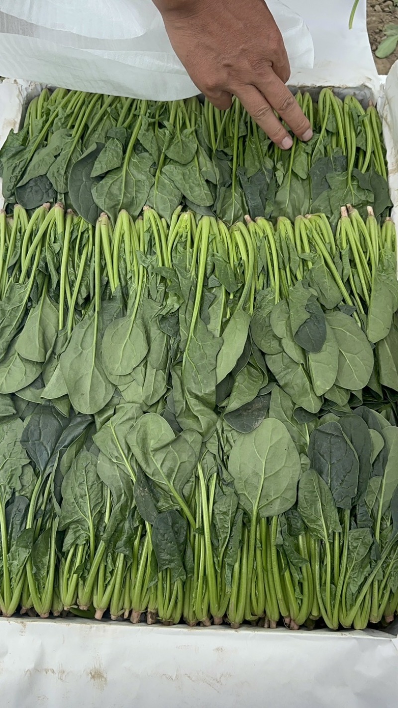 内蒙菠菜框装泡沫箱产地直发