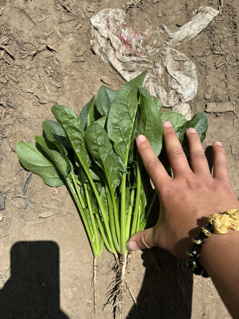 内蒙菠菜框装泡沫箱产地直发