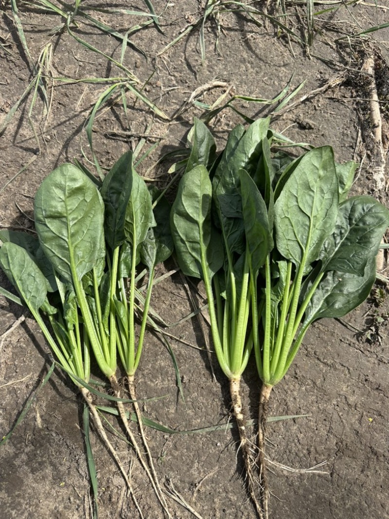 内蒙菠菜框装泡沫箱产地直发