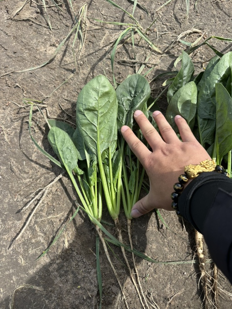 内蒙菠菜框装泡沫箱产地直发