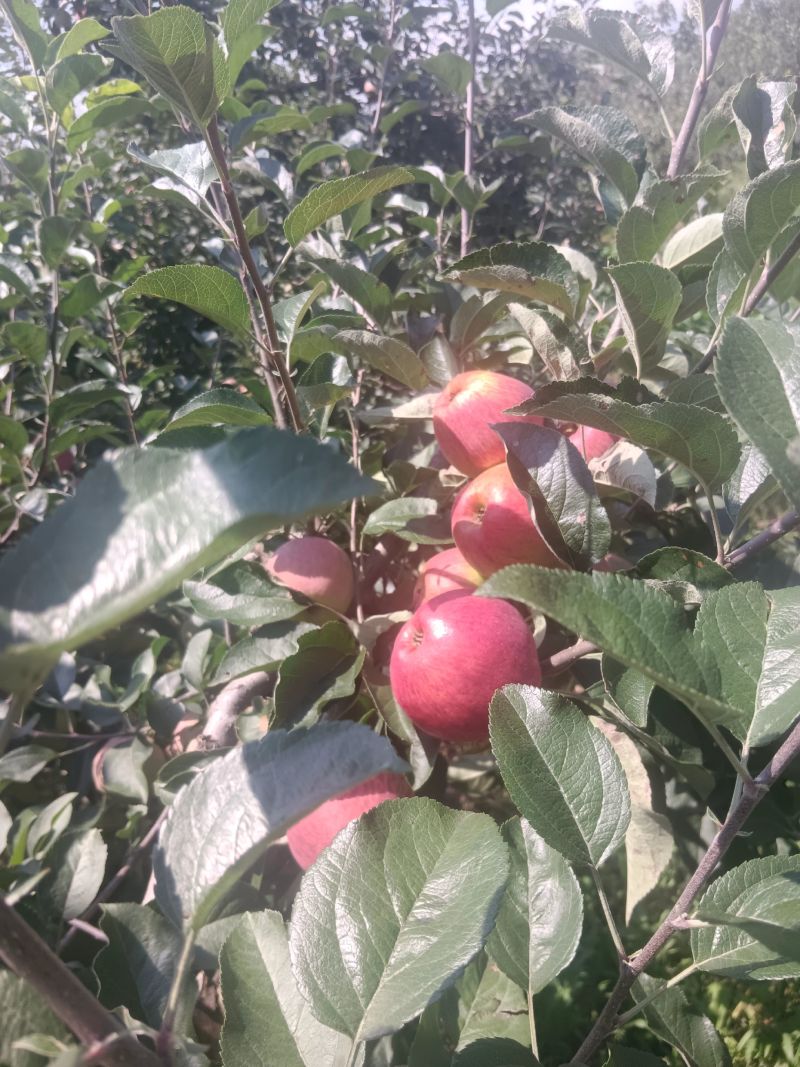 昭通丑苹果红露代采代办一件代发整车发货