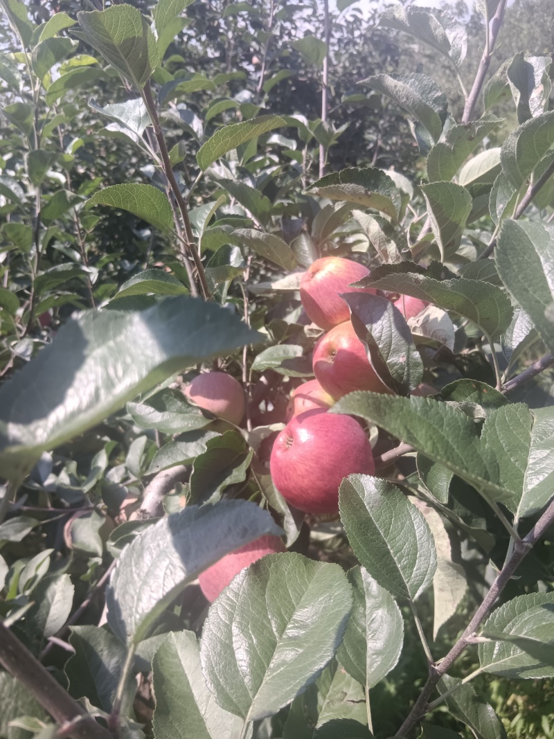 昭通丑苹果红露代采代办一件代发整车发货