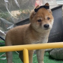 黄狗白面虎头猫耳毛发发亮身体健康