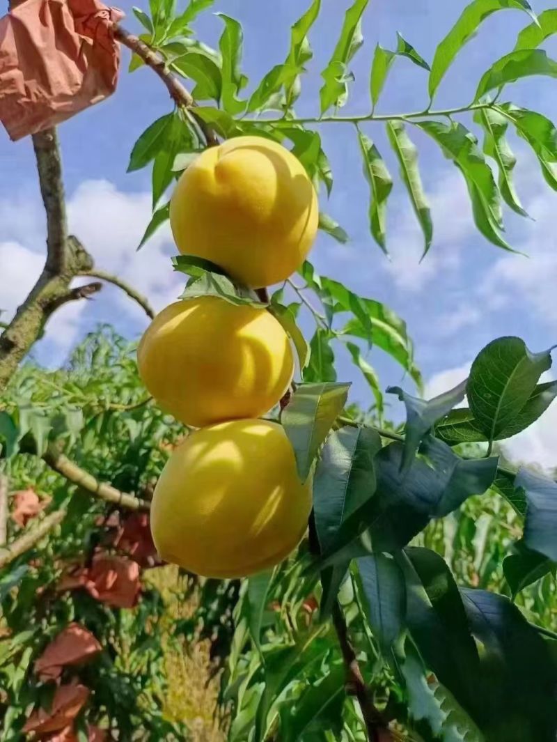 桂东黄桃
