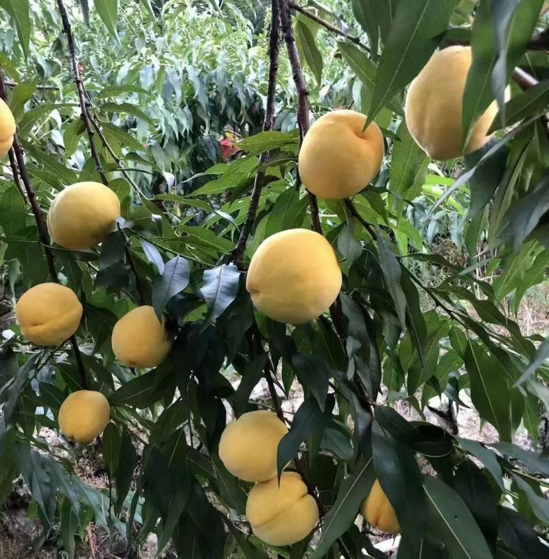 桂东黄桃