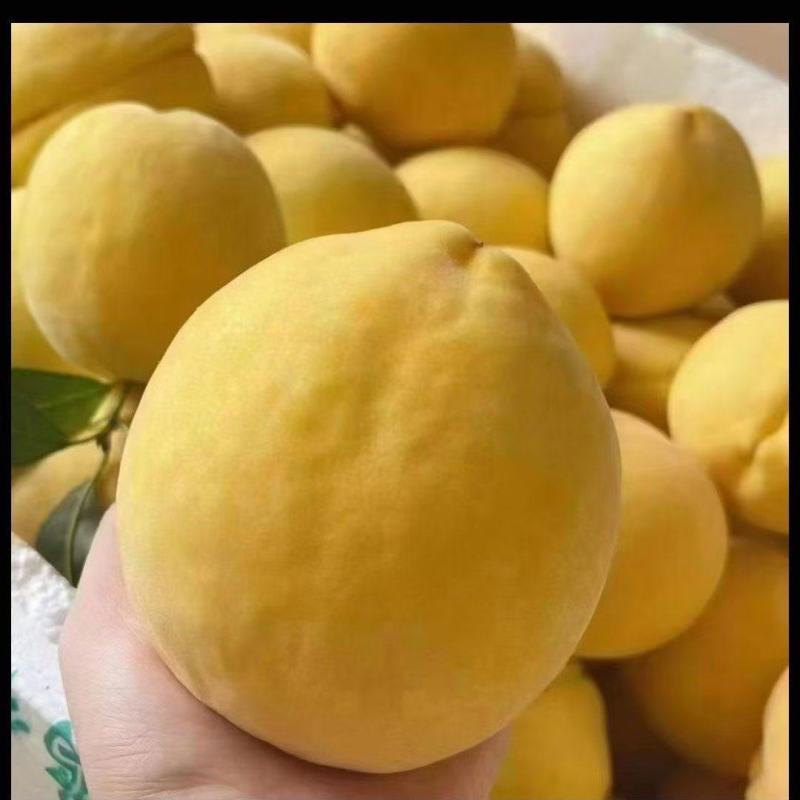 桂东黄桃