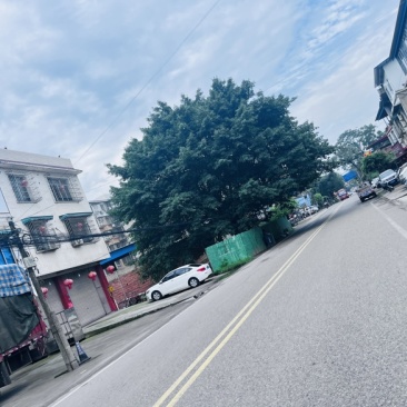 直径70cm黄葛树出售