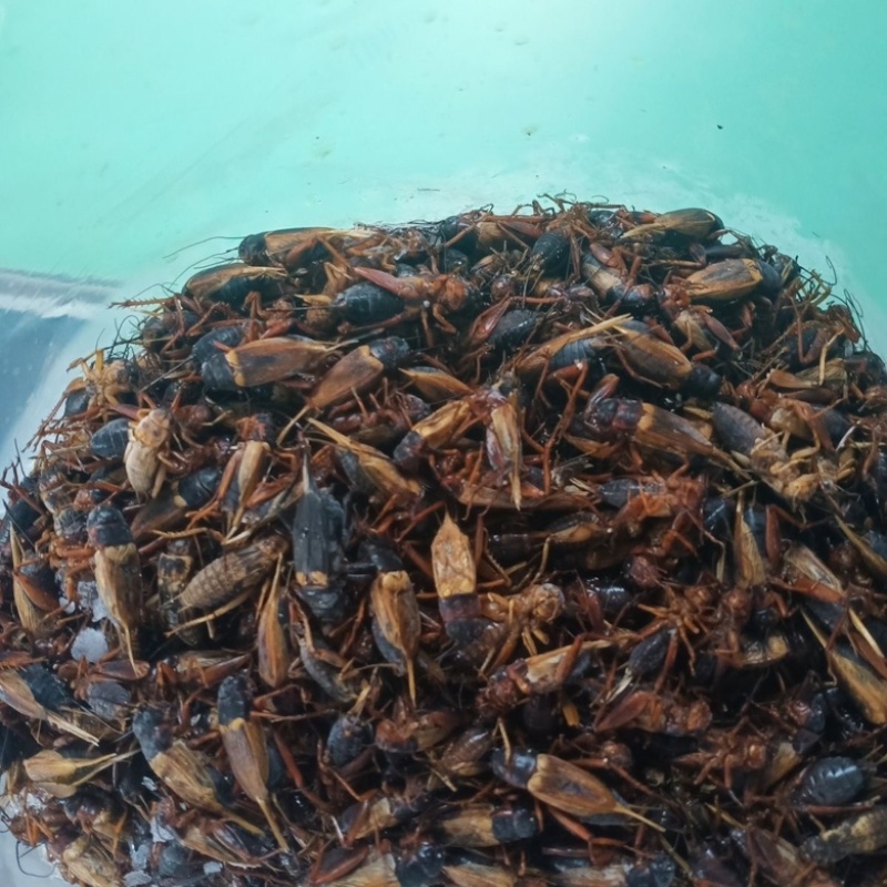 油葫芦蟋蟀，基地直发品质保证，量大从优一手货源欢迎