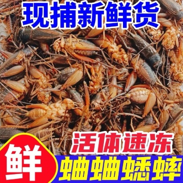 油葫芦蟋蟀，基地直发品质保证，量大从优一手货源欢迎