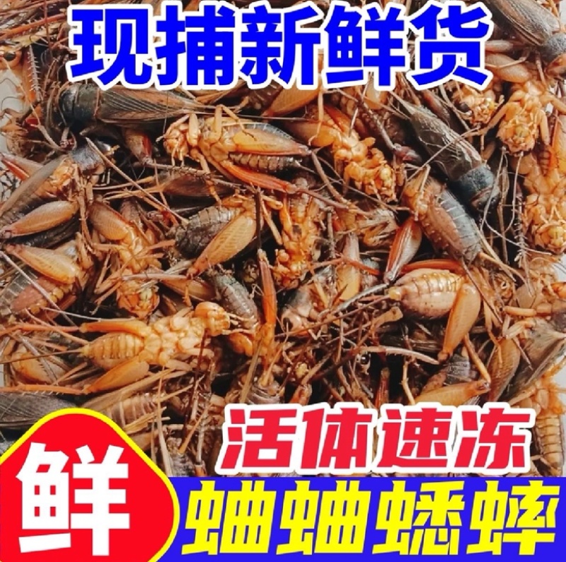 油葫芦蟋蟀，基地直发品质保证，量大从优一手货源欢迎